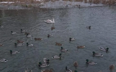 В Вязьме опять появился лебедь.