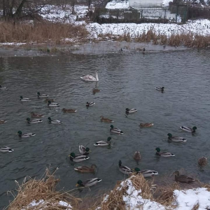 В Вязьме опять появился лебедь.