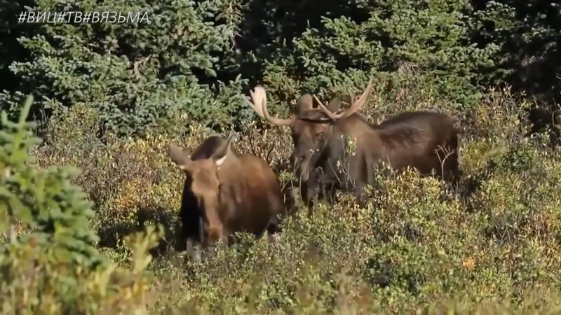 На дороге дикие животные. 2020