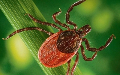 Управление Роспотребнадзора по Смоленской области сообщает