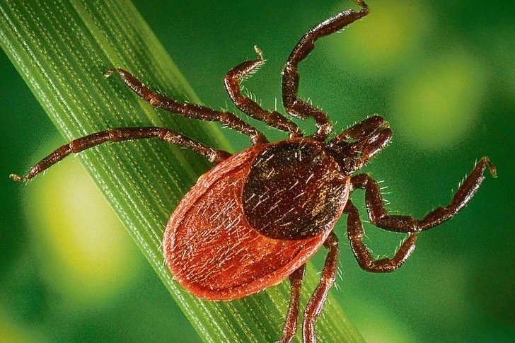 Управление Роспотребнадзора по Смоленской области сообщает