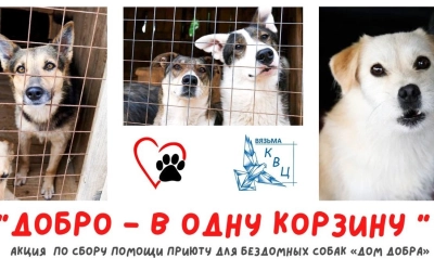 Акция по сбору помощи для бездомных животных из приюта 