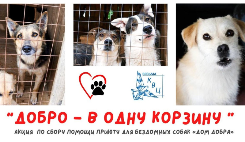 Акция по сбору помощи для бездомных животных из приюта 