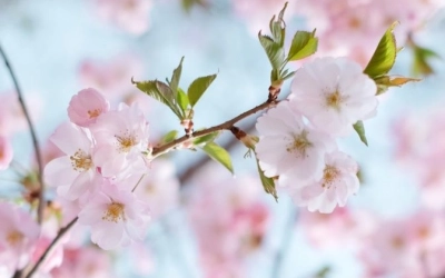 Международный женский день. Программа мероприятий