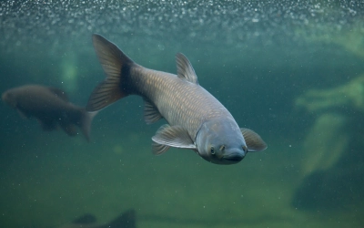 Уважаемые любители рыбной ловли!